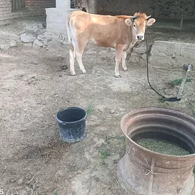 Tüwe