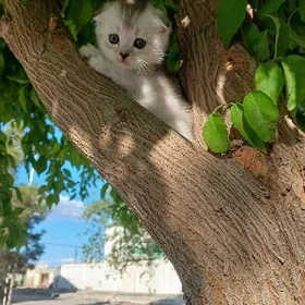 шиншилла котята