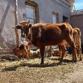 ATÝALAK BEYIK GÖLELI SYGYR