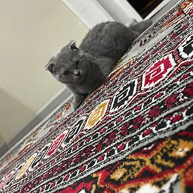 шотландская вислоухая