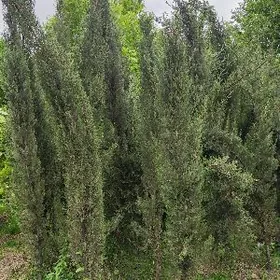 Kiparis Yolka Кипарис Ёлка