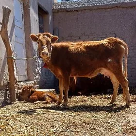 NOKTALY GÖLELI SYGYR SUYIDLIJE