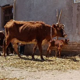 BÖWEMEMJEKLI GÖLELI SYGYR YAS