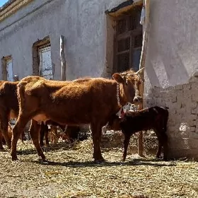 WAPSE YUWASJA GÖLELI SYGYR