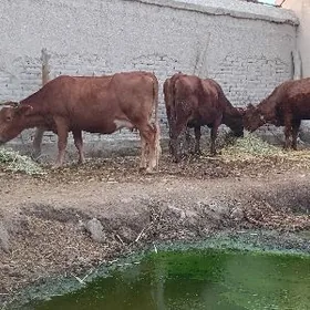 ÄPET.ULY AGYR BOGAZLAR.SUYIDLI