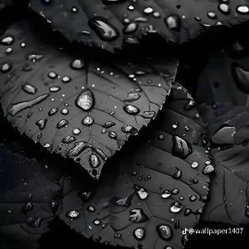 markeda satyjy (polkacy) gerek