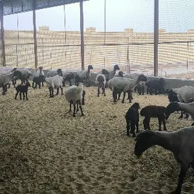 guzuly türkmen goýunlar