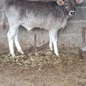 TOHUM ŞWES OKUZ ARASSA