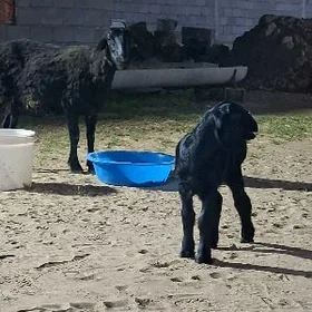 GİSARY GUZLY GOŸUN