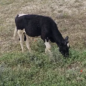 original galishteyn okuz