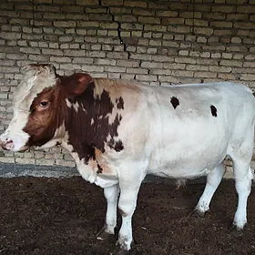 Arassa Simental Ökuz