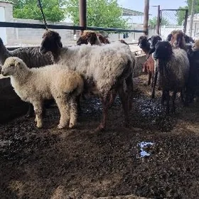 guzy ene goyun gysyr goyun