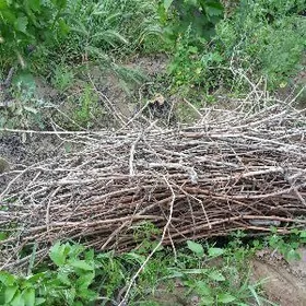 Üzüm çybygy Owadandepe