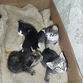 Маленькие котята