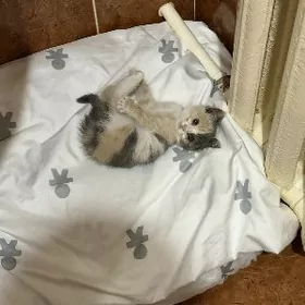 девочка,1.месяц