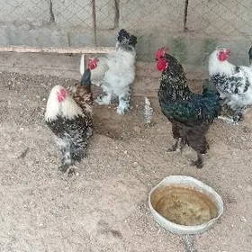 balgar horazlar abmen