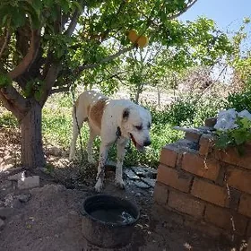 Lebap akhanyň(bratişkasy)