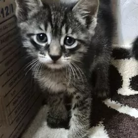 котята, в добрые руки