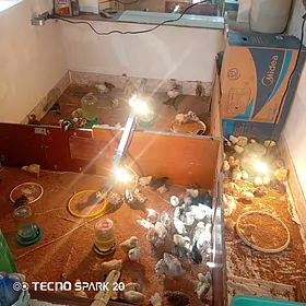 Brama Induk jüje ýumurtga