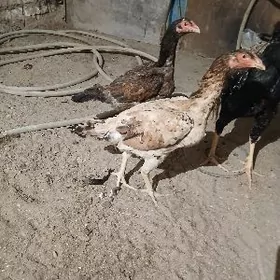 парода товук