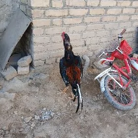 парода хораз