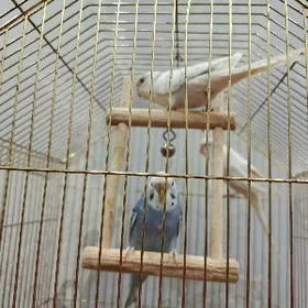 попугаи,popugay