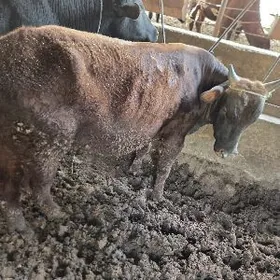 баклык окуз