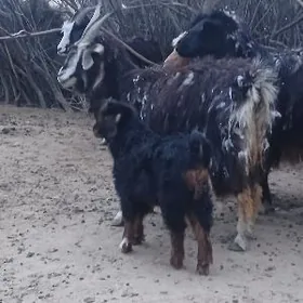 owlakly geçi we gysyr geçi