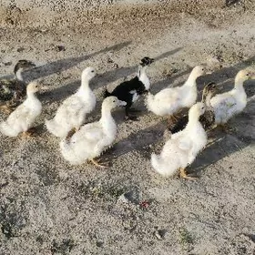 Ördek Juyje Ordek Jüyje