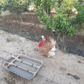 Induk owgan paroda horaz