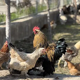 induk ,brahma yumurtga