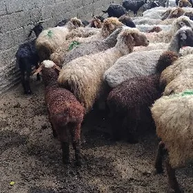 guzyly goyun guzy ene goyunlar