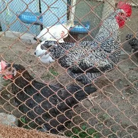 даминант товук 16 штук