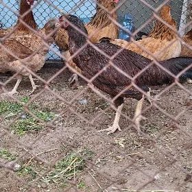 ташкен товук 1 штук абмен хоро