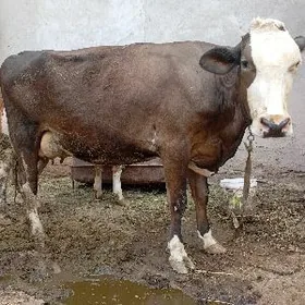 саглык сыгыр