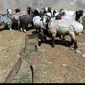 ишшек гоч теке