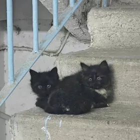 котяты черный цвет с белый пят