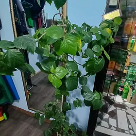 китайский роза