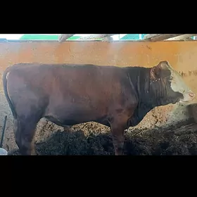 ÖKUZ SIMENTAL GIBRIT