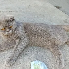 вислоушка лиловая добрые