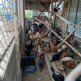 Satlyk Towuklar Guzla Induklar