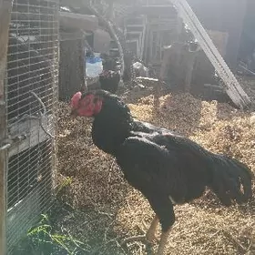 horaz ganoy ганой