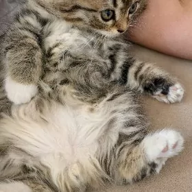 Шотландский вислаушки малчик