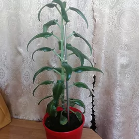 коланхоэ Дегремона