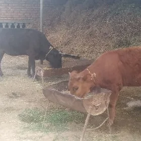 Bogaz Sygyr bir ýaş tüwe