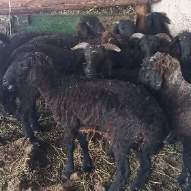 Issek garaköli.Işşek garaköli