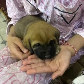 Щенки в добрые руки, бесплатно