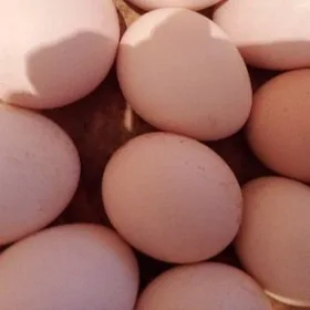 brama towuk yumurtgasy