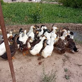 огдек яшылбаш