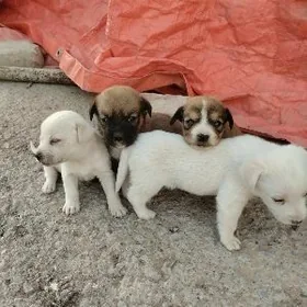 звонок.гужук